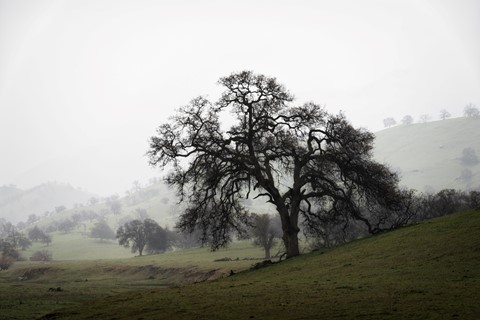 Photo by Great Bustard