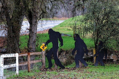 Photo by Great Bustard