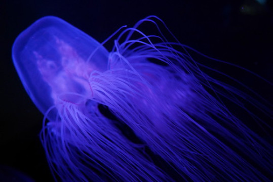 Photo by if sea the blue