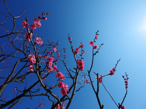 Photo by akashirokiiro