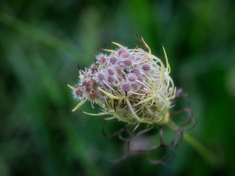 Photo by Peter Nelson