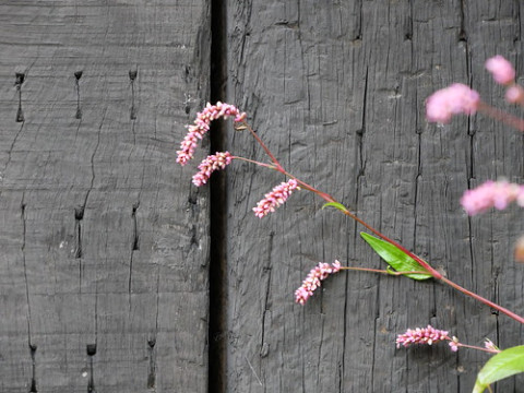 Photo by Takeo Kunishima