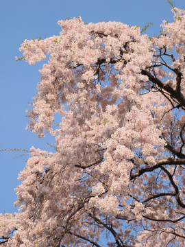 Photo by HIDEO YAMADA