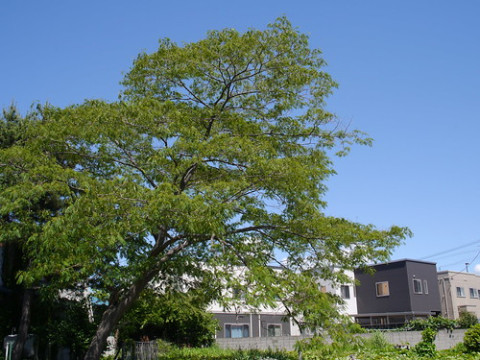 Photo by Izumi Shimamura