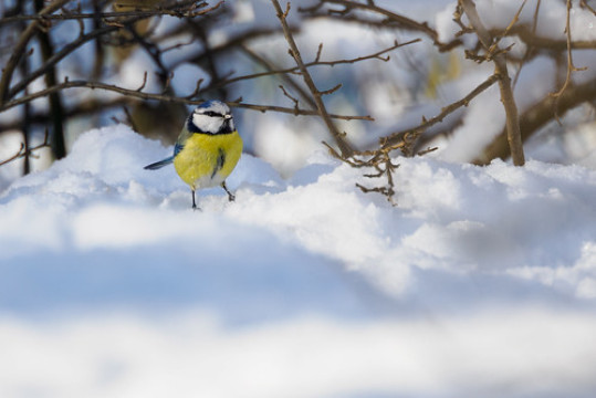 Photo by Henry Söderlund