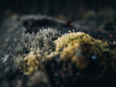 Photo by metalairplane