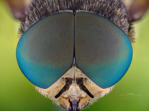 Photo by Ireneusz Irass Walędzik