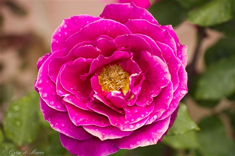 Photo by flower-2369