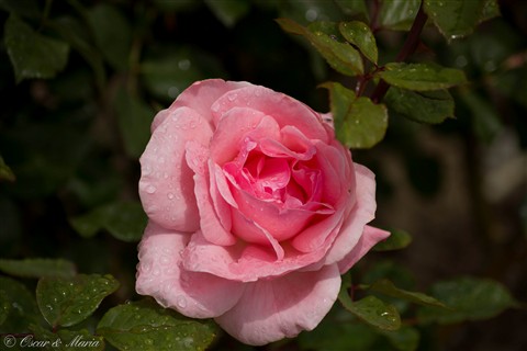 Photo by flower-2361