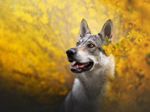 Photo by Dorota Hnatová