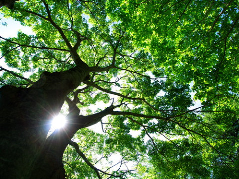 Photo by akashirokiiro