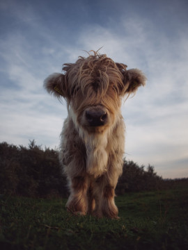 Photo by Klaas Zwijnenburg