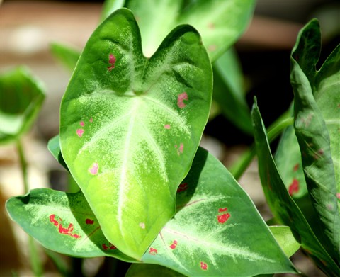 Photo by jayant atrey