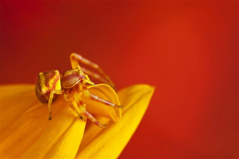 Photo by Crab-Spider