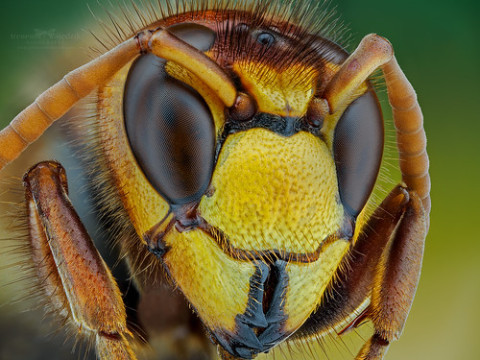 Photo by Ireneusz Irass Walędzik