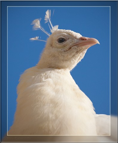 Photo by alan-tunnicliffe