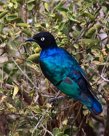 Photo by Trevor Hodgetts