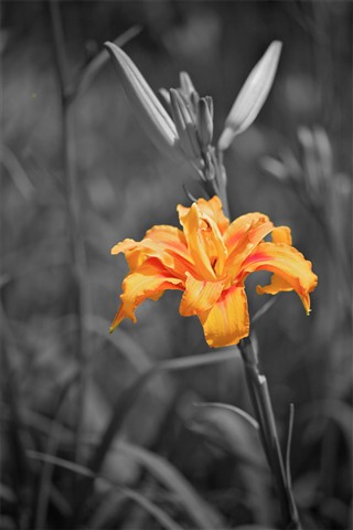 Photo by SOPON KOSALANAN