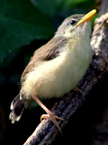 Photo by jayant atrey