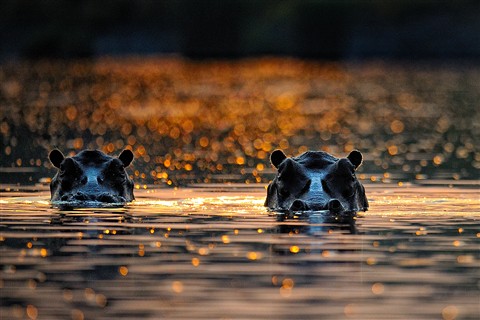 Photo by Bostjan Pulko