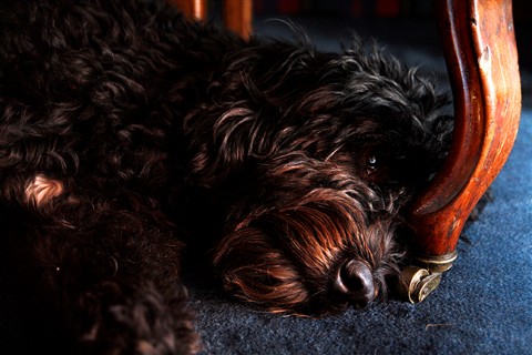 Photo by Stocker Vilhena