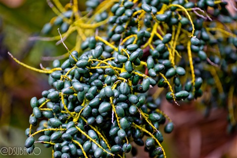 Photo by Djoko Subagio