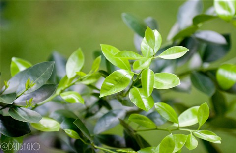 Photo by Djoko Subagio