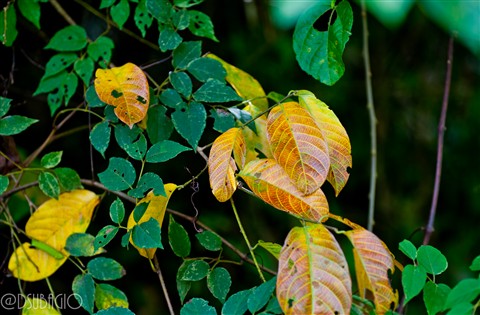 Photo by Djoko Subagio