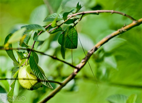 Photo by Djoko Subagio