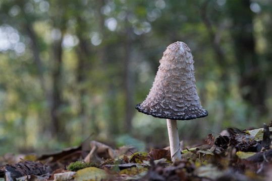 Photo by *I* Olaf Craasmann