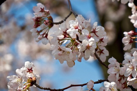 Photo by *I* Hideyo Fujita