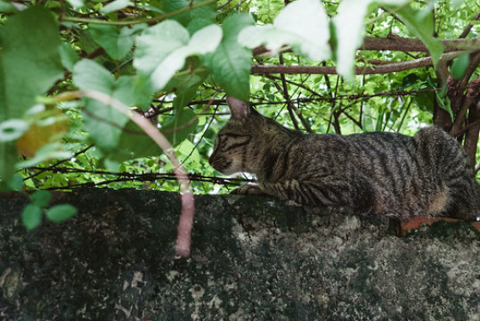 Photo by Mickey Huang