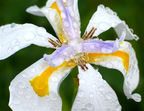 Photo by BuffGoldenrod