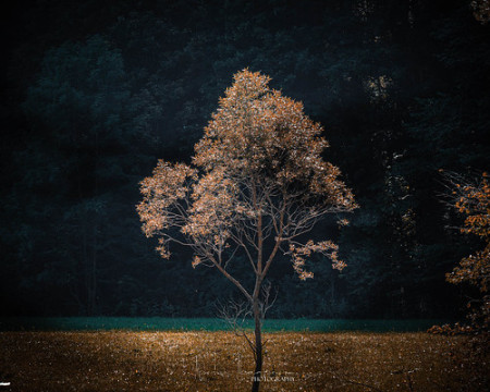 Photo by Marius Manolache