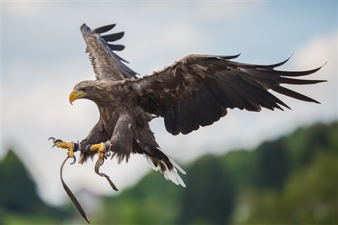 Photo by AW_Seeadler_Flug_2