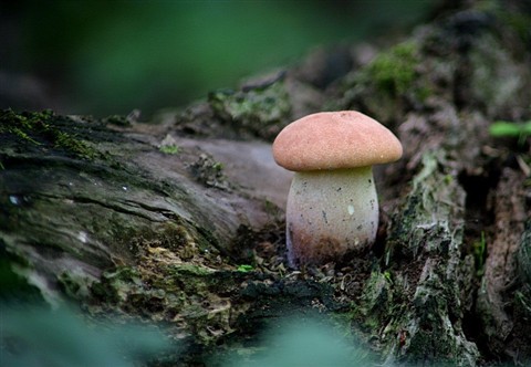 Photo by Relu Stanciu