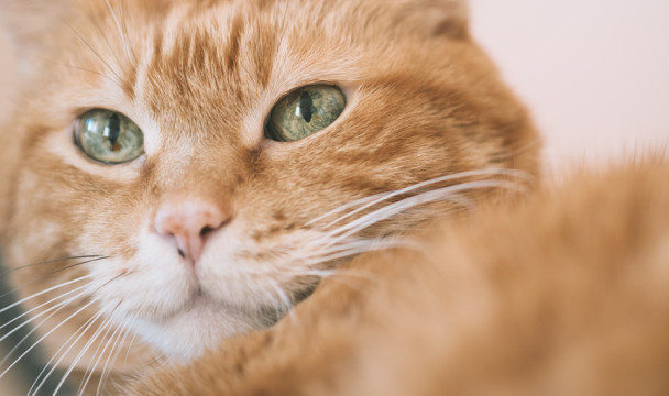 Photo by Vladimir  Arndt