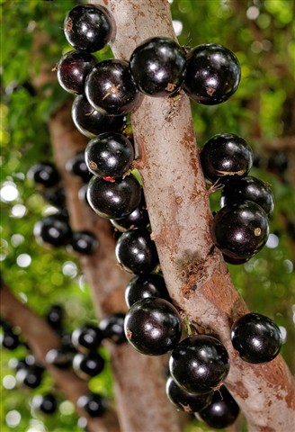 Photo by Osvaldo Cristo