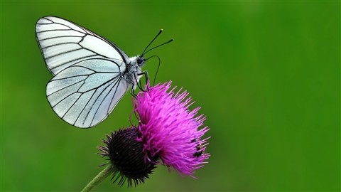 Photo by Seyfi Karaman