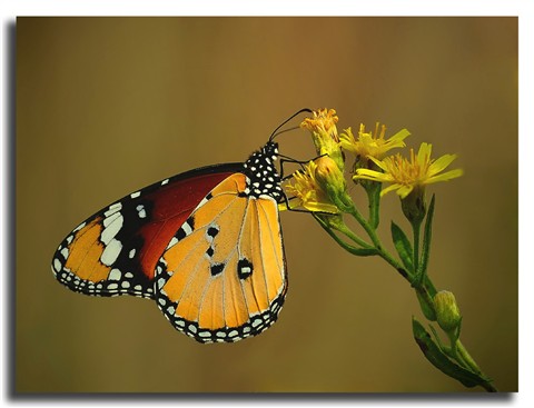 Photo by Seyfi Karaman