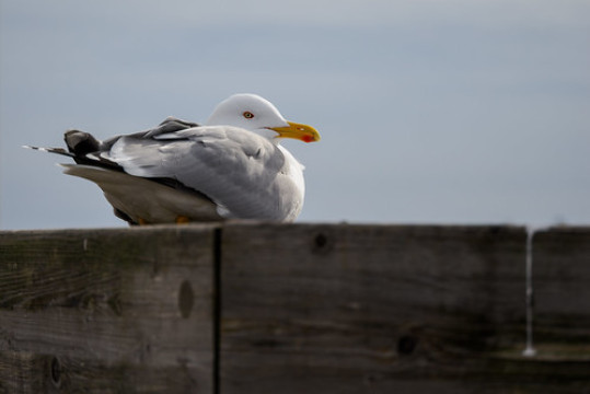 Photo by Henry Söderlund