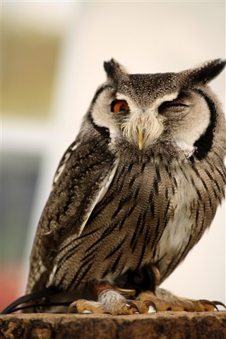 Photo by Nigel Pamment