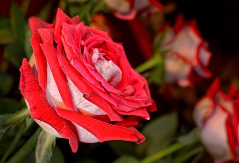 Photo by Osvaldo Cristo