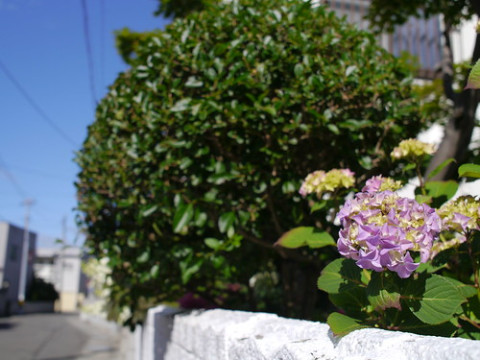 Photo by Izumi Shimamura