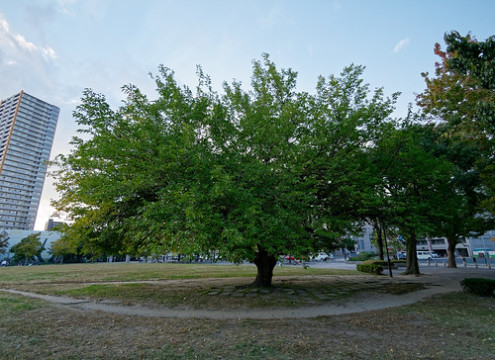 Photo by neko kabachi