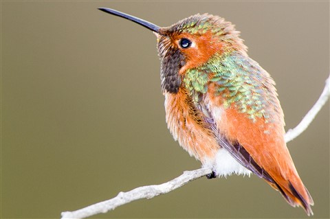 Photo by evanrassbcglobalnet