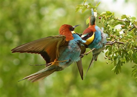 Photo by Relu Stanciu