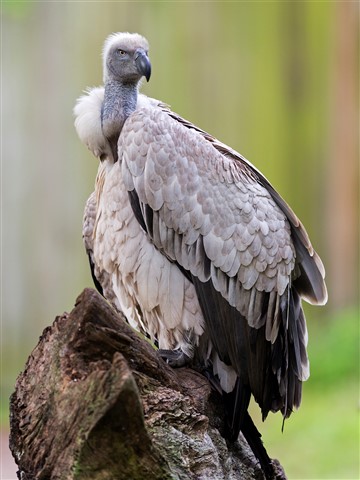 Photo by Full Framed Vulture