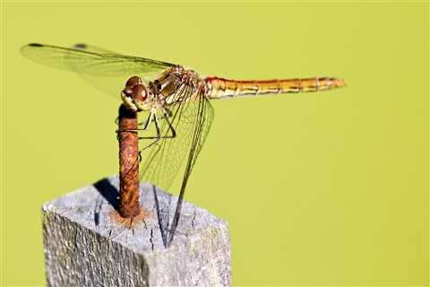 Photo by Libelle in de tuin