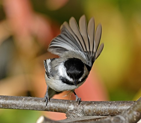 Photo by Doug Popham